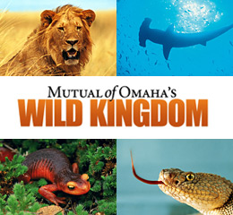 wild-kingdom