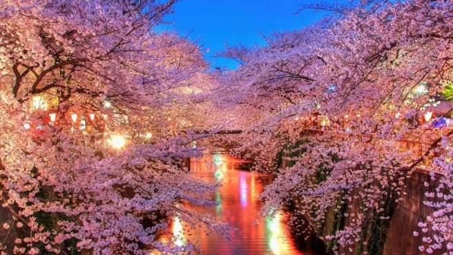 cherry-blossoms-in-japan