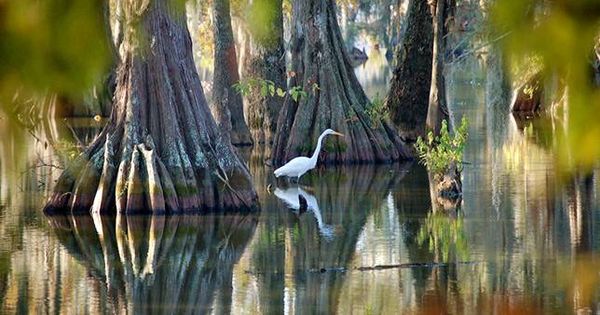 louisiana-nature-jpg-600x315_q80_crop-smart